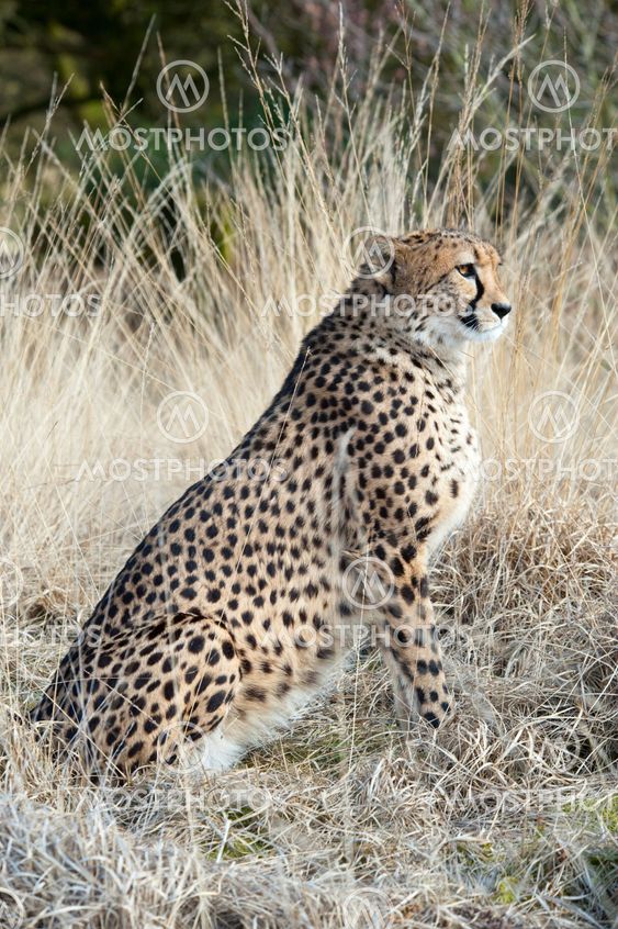 Lähikuva kaunis cheetah