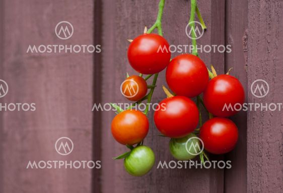Tomatoes