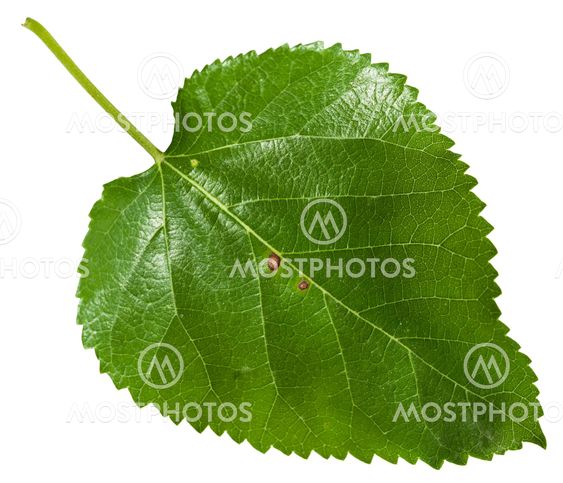 fresh leaf of Morus tree (blackberry) isolated
