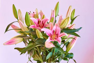 Lily, bouquet and gift with closeup of flower for...