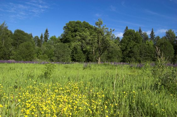 Wild Meadow