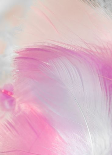Delicate Feather wallpaper.Pink, purple and blue...