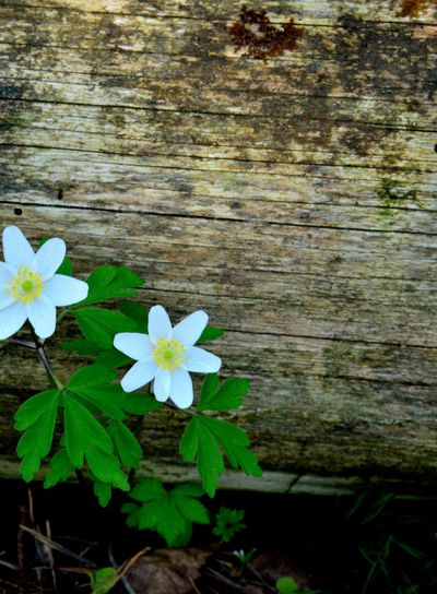 Wood anemone