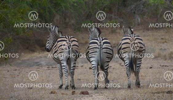 Zebra ryhmän