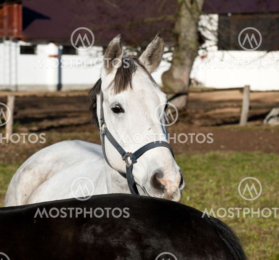 white horse in a clearing