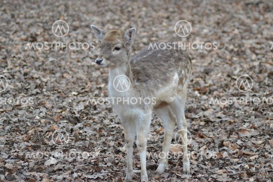 Young deer in the forest
