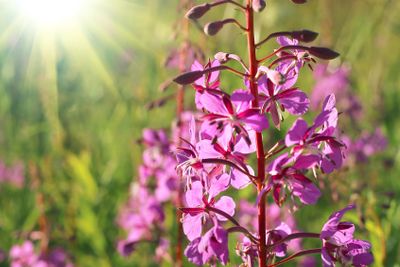 Wild flower of Willow-herb with sunlight