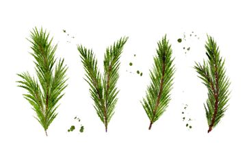 Set watercolor hand drawn fir twigs, branches of...