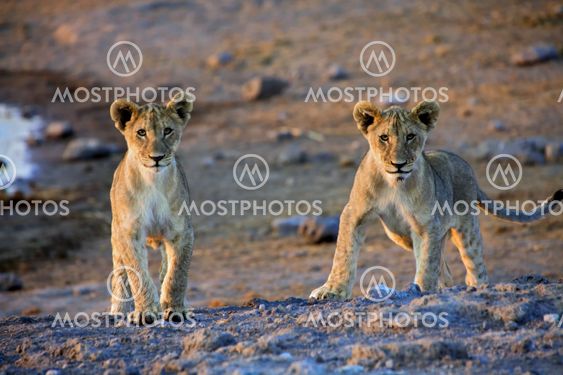 two lion cubs looking at me at etosha namibia africa