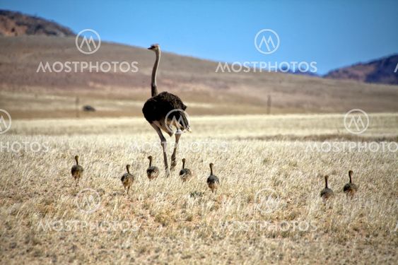 an ostrich and his cubs near luderitz sperrgebiet national park namibia africa