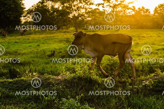 Cow and grass