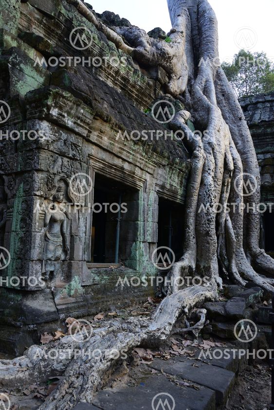 The temple Ta Prohm, Angkor, Siem Reap, Cambodia.