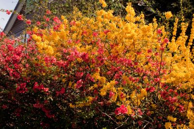 Japanese quince and forsythia