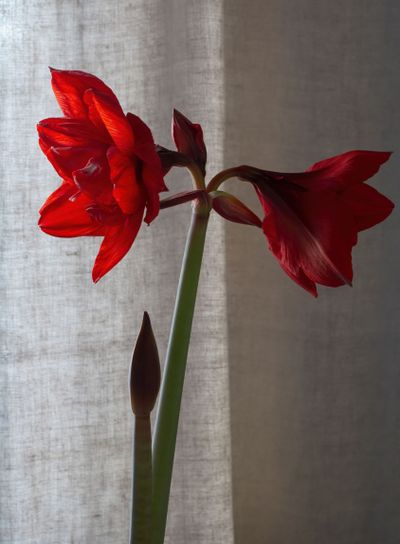 Amaryllis traditionell julblomma linnegardin  - Silvertid