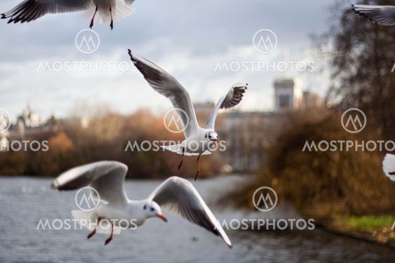 Flock of seagulls in flight