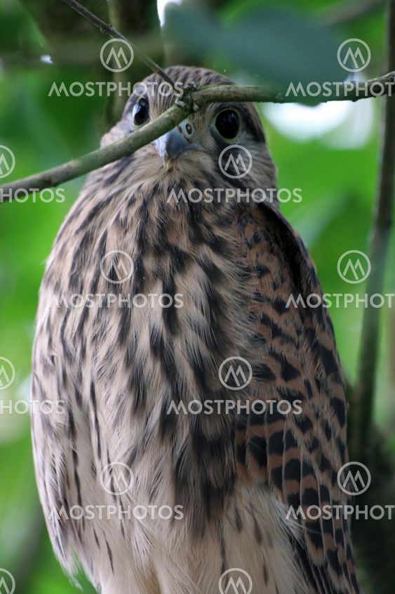 Young falcon