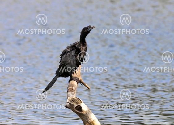 Bird, Little Cormorant, Phalacrocorax niger, basking in sun, perched, tree branch, drying wings beside water body