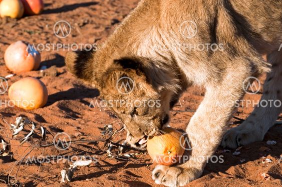 Lion - Löwe