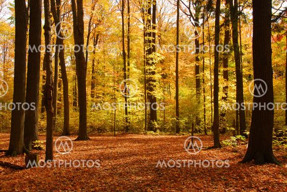 Fall forest landscape