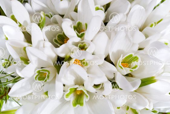 snowdrop flowers background