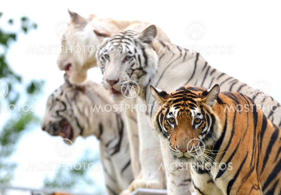 bengal tiger show
