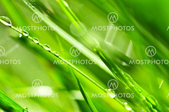 Green grass background