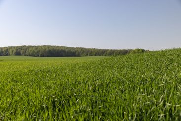 a green wheat field in the spring season
