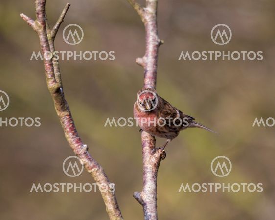 A Redpoll (Carduelis cabaretis) perched on a branch