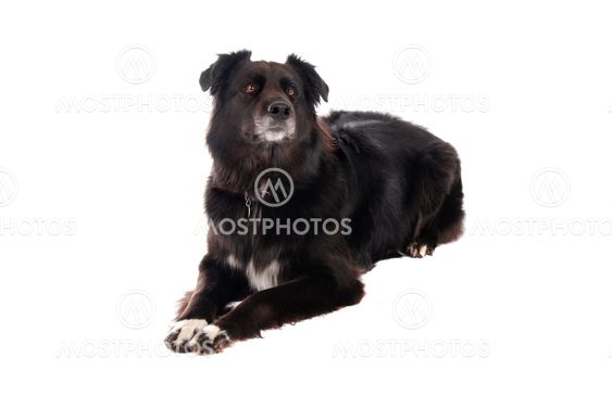 A black dog laying down