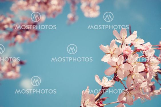 Closeup of cherry tree (prunus sargentii) blossoms in...