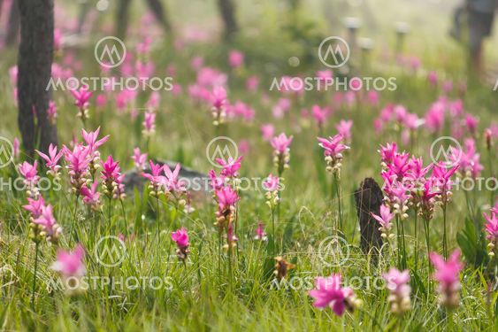 Pink field of Siam tulip