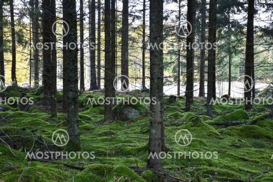 Mossig grön granskog i Hornsö Ekopark i Småland