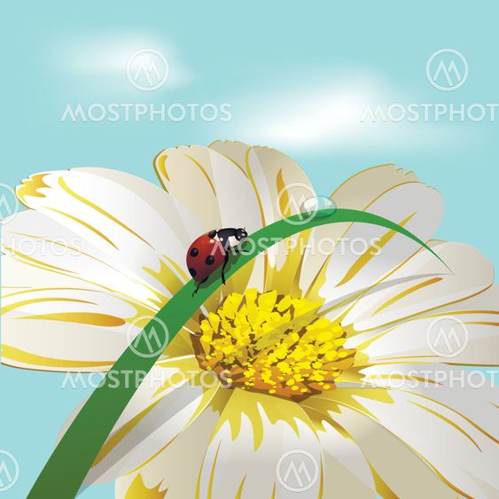 Ladybird on herb