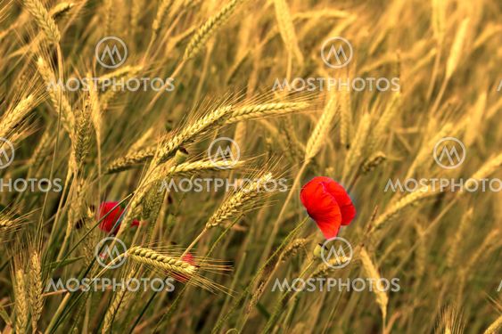 poppy in coenfield