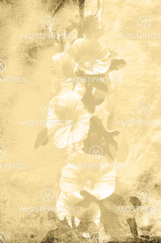 Hollyhock