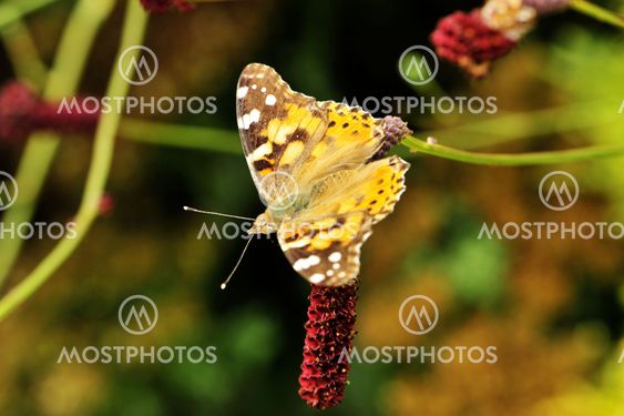 Yellow Butterfly