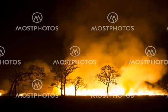 Wildfire - Burning forest ecosystem is destroyed