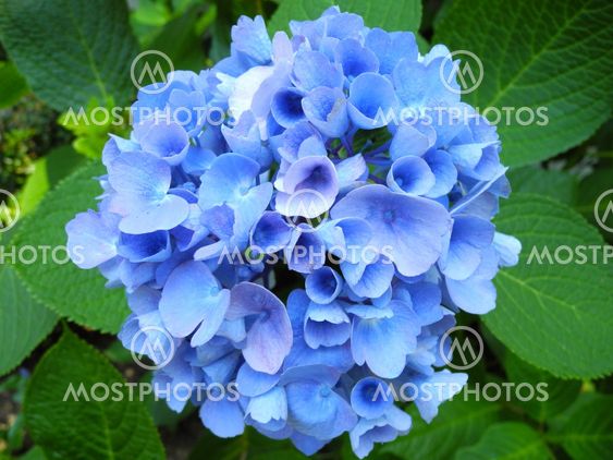 Blue Hydrangea