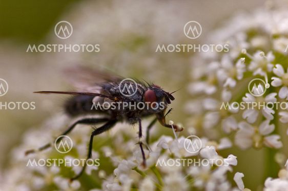 Calliphora vicina