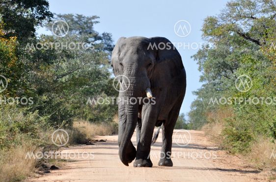 African Elephant