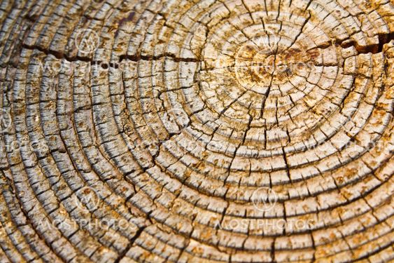 Old wood texture