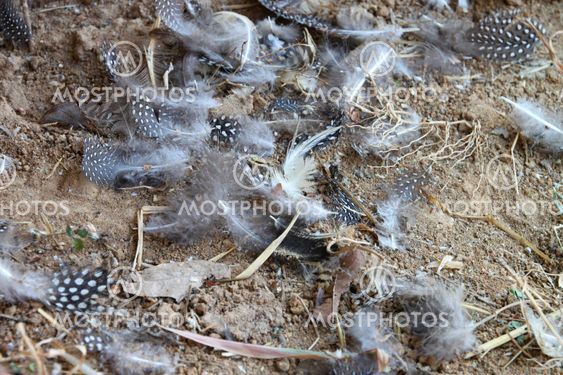 Guinea fowl feather