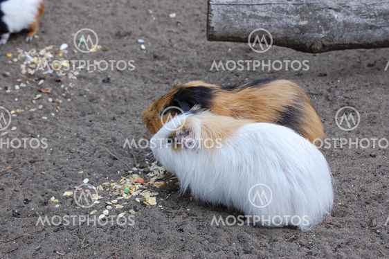 Marsvin frokost