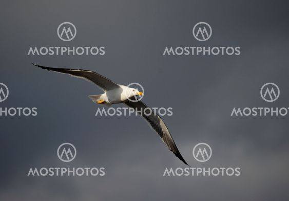 Lesser Black-backed gull