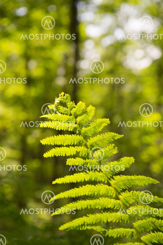 Forest landscape with fern