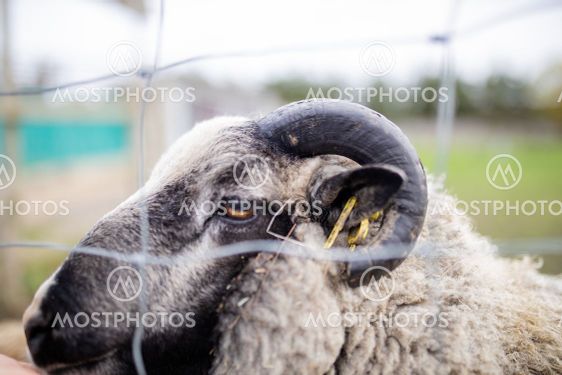 Lateral view of a horned black and white sheep behind a...