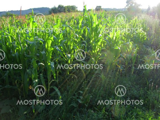 bright corn field