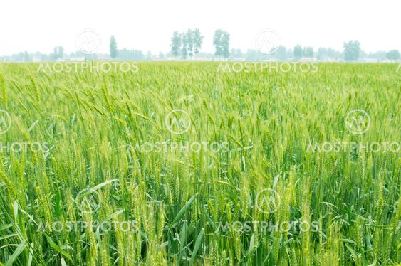 wheat
