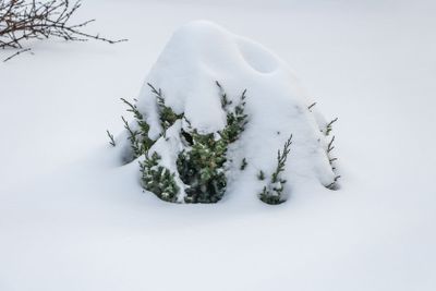 A small green juniper tree with white snow and frost is...