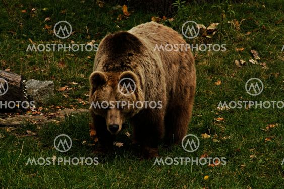 The big bear in a zoo